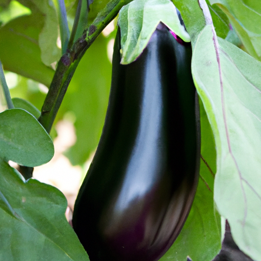 How To Grow Eggplant